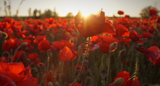 ANZAC poppies