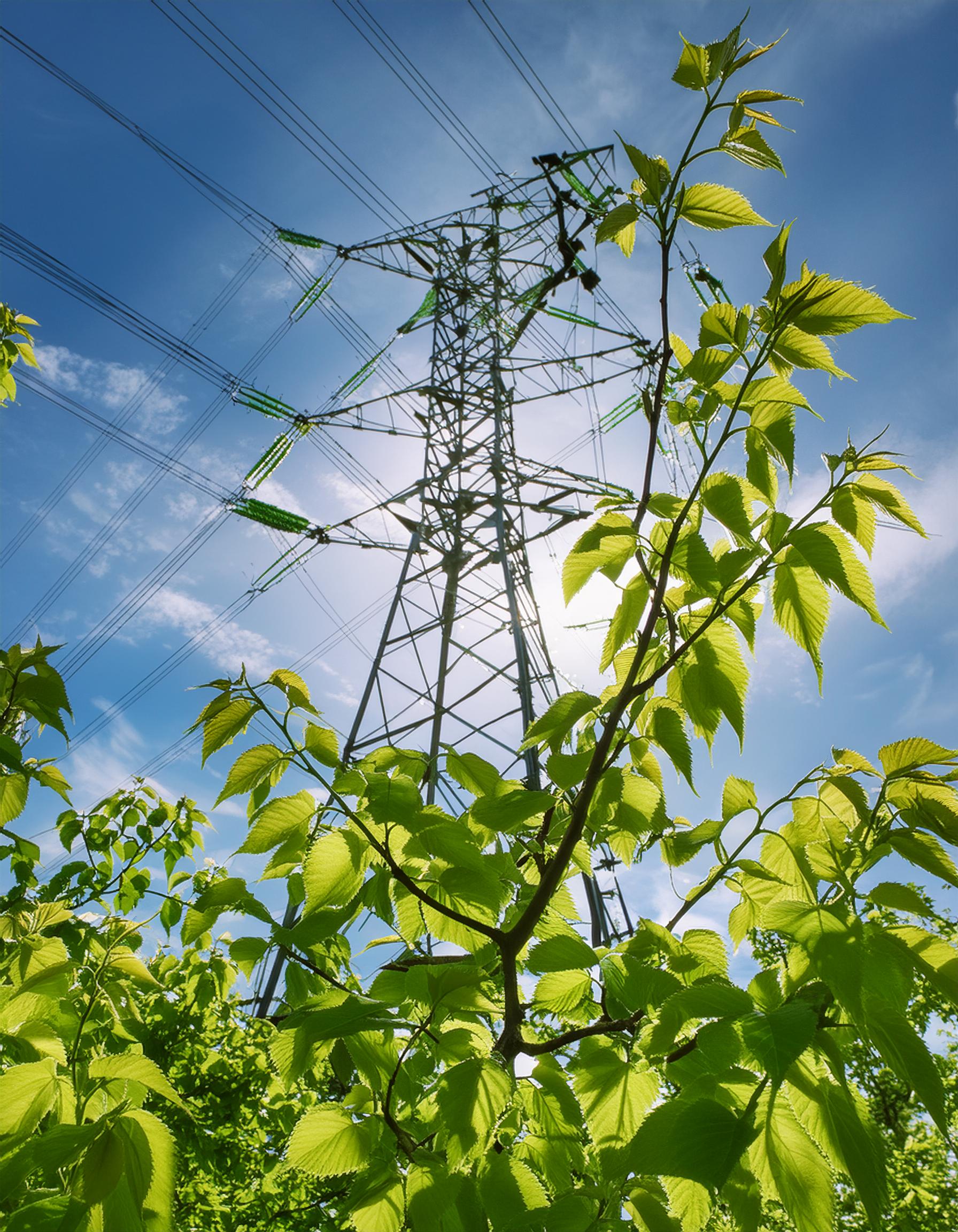 branches growing near a power line