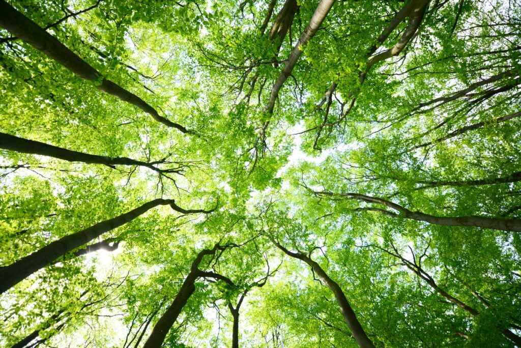 photo of tall trees from ground view