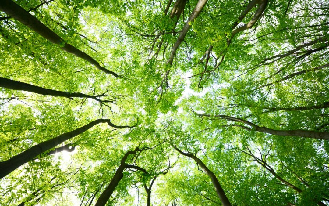 photo of tall trees from ground view