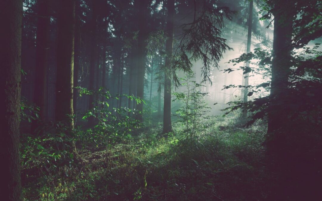 light streaming through a forest