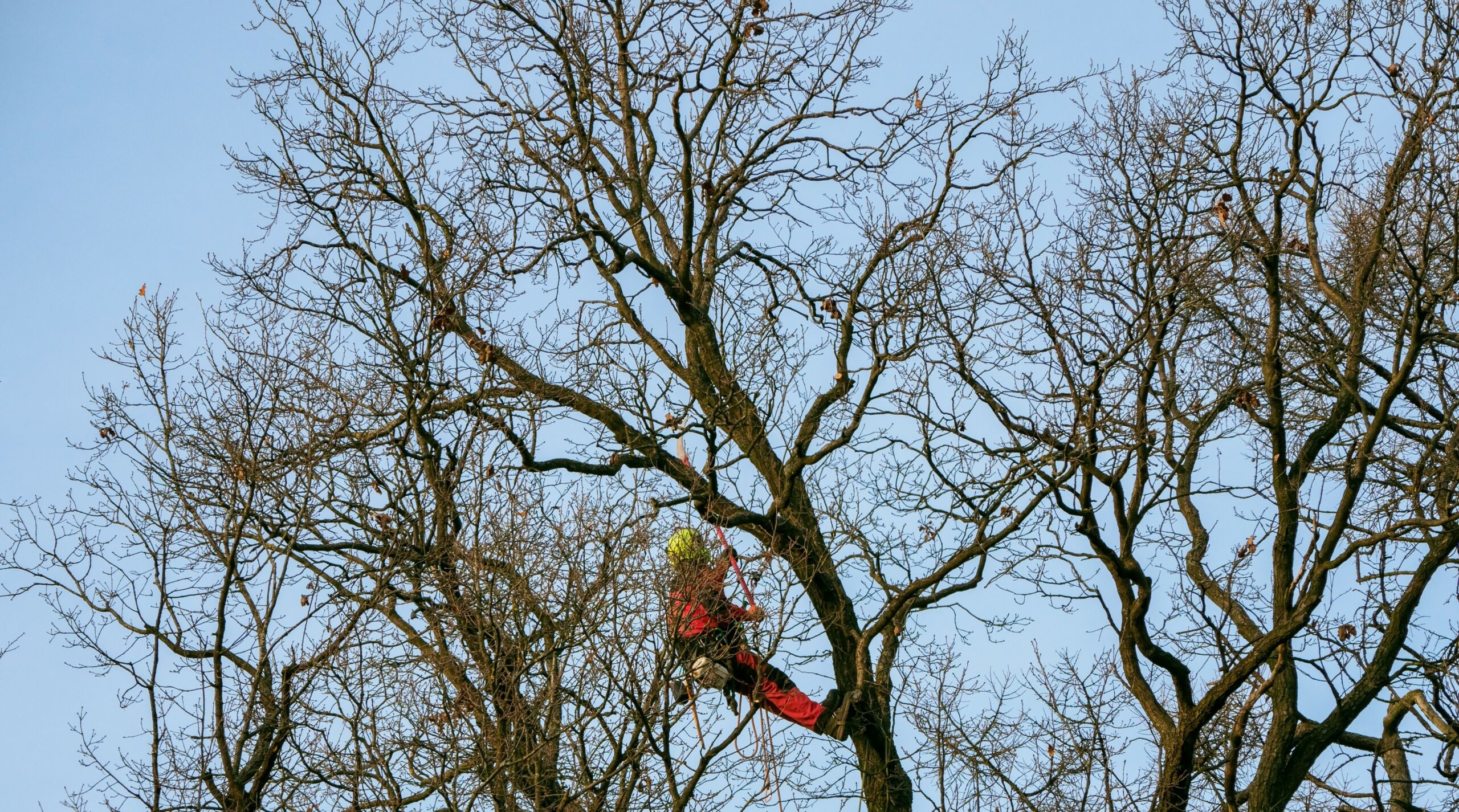 utilities man in tree