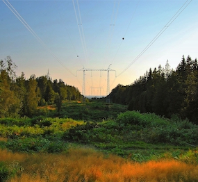 power lines in a  wooded area